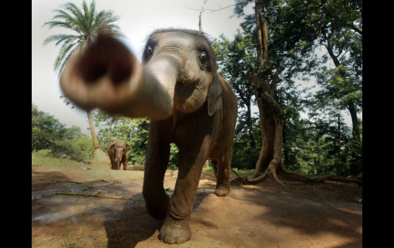 'Los elefantes son muy inteligentes, cuando se los molesta, se desplazan a  donde saben que estarán más seguros' explicó experto. AP / ARCHIVO
