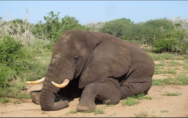 Situado entre Zambia y Sudáfrica, Botsuana alberga la población africana más grande de elefantes en libertad, estimada en 2015 en 135 mil animales. AFP / ARCHIVO