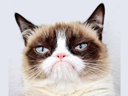 ''Grumpy Cat ha ayudado a millones de personas a sonreír en todo el mundo'', dicen en comunicado. Como legado deja sus redes sociales, pero quizá lo más valioso sean precisamente sus miles de memes. TWITTER / @RealGrumpyCat