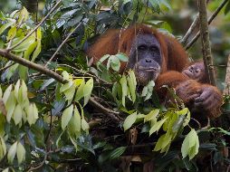 Las poblaciones de orangutanes han disminuido hasta en un 30 por ciento, según estudio del WWF. AFP / R. Gacad