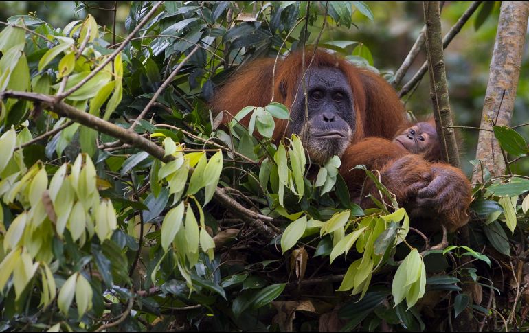 Las poblaciones de orangutanes han disminuido hasta en un 30 por ciento, según estudio del WWF. AFP / R. Gacad
