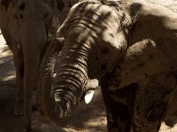 ''Los elefantes ingieren tierra cuando pastan y están así expuestos a la bacteria del ántrax'', explican autoridades, precisando que los cadáveres serán incinerados para evitar el contagio de otros animales. EL INFORMADOR / ARCHIVO