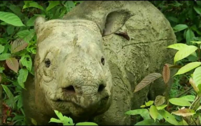 El último macho en Malasia murió en mayo pasado, por lo que con la muerte de este último ejemplar hembra en el país, la población de esta especie se concentra ahora solo en Indonesia. YouTube / Borneo Rhino Alliance