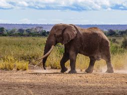 El elefante había logrado sobrevivir a los cazadores furtivos y granjeros enojados en el pasado. AFP / WILDLIFEDIRECT/ P. Obuna