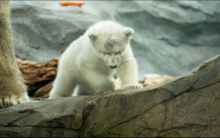 Los osos polares nacen con un peso de apenas medio kilo, y no pueden ver ni oír. EFE / D. Novotny