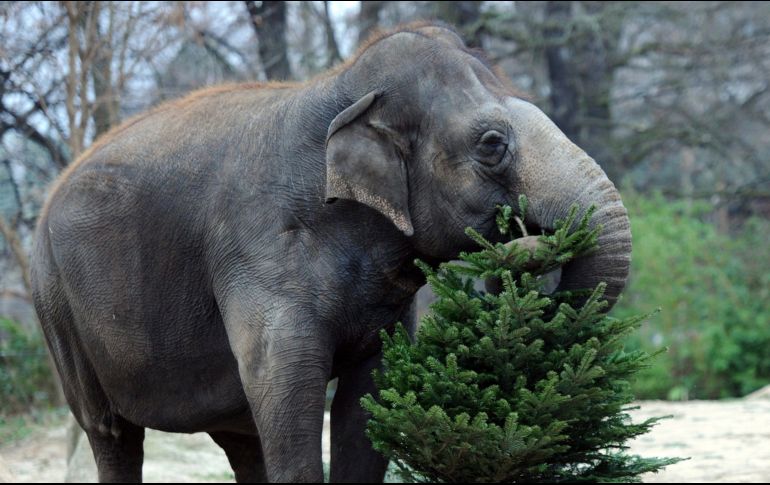 Los elefantes, que pueden llegar a pesar más de tres toneladas y superar los dos metros y medio de altura, consume entre 200 y 300 kilogramos de comida al día. EFE / ARCHIVO