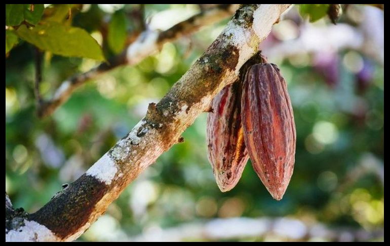 La semillas de cacao de algunos árboles de Perú son muy especiales. JOERG STEBER/GETTY IMAGES