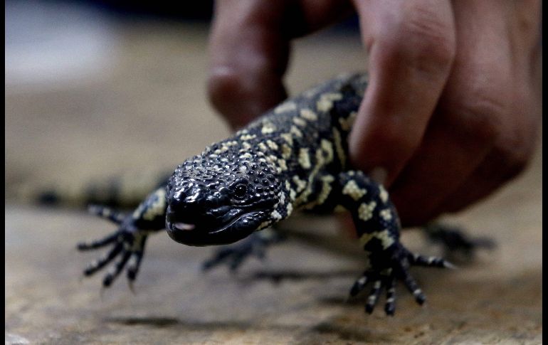 Es una de las dos especies de lagartijas venenosas que se conocen en el mundo y su supervivencia está amenazada. AFP / U. Ruiz