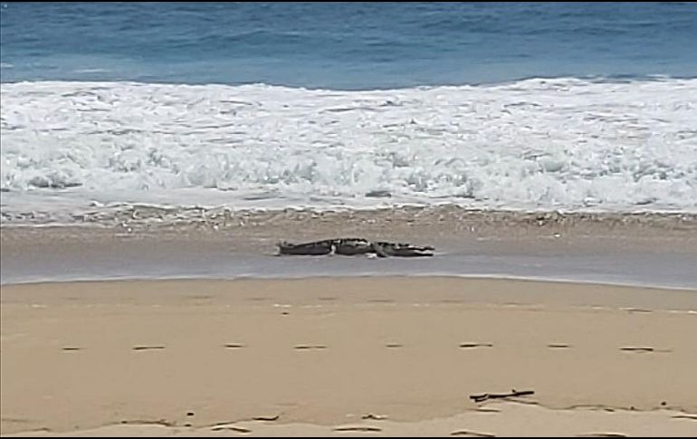 El cocodrilo, de unos 3 metros de largo, salió del mar. ESPECIAL/Gobierno de Acapulco
