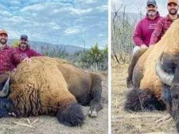 De acuerdo con los usuarios, la caza del bisonte se habría registrado en algún punto del rancho Buenavista. ESPECIAL/ TWITTER