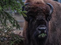El avistamiento de bisontes en Coahuila se trató de todo un logro ambiental. EFE/F. Singer