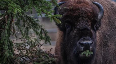 El avistamiento de bisontes en Coahuila se trató de todo un logro ambiental. EFE/F. Singer
