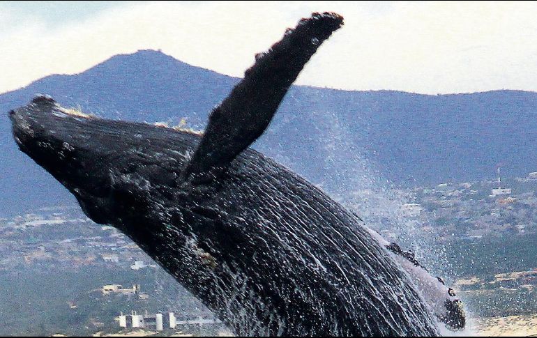 Entre enero y abril las ballenas visitan el mar de Cortés para parir a sus crías, y de paso sorprender a los turistas. ESPECIAL/Solmar
