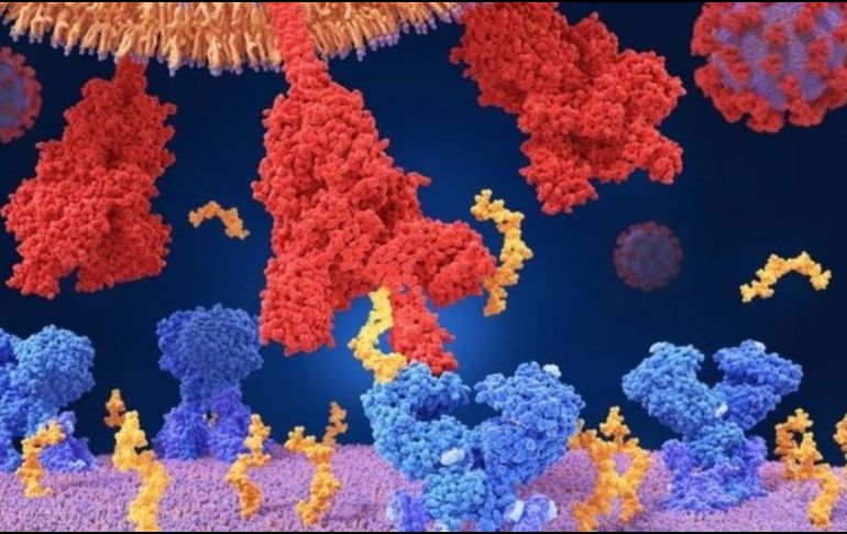 El coronavirus utiliza proteínas especiales para entrar a nuestro cuerpo. SCIENCE PHOTO LIBRARY