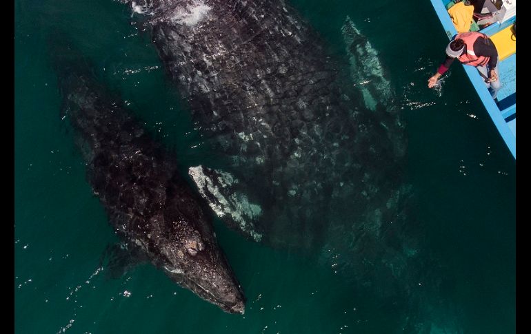 La ballena gris, que estuvo en peligro de extinción a principios del siglo XX, se aparea en invierno en las lagunas Ojo de Liebre, San Ignacio y la bahía Magdalena de Baja California Sur. AFP/G. Arias