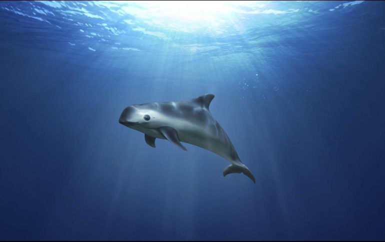 El número de ejemplares de la vaquita marina se confirma a través de dispositivos de escucha subacuáticos que grafican los chirridos y chillidos que los animales hacen. AP / ARCHIVO