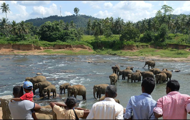 Se establecieron nuevas medidas que incluyen la obligación de permitir que los elefantes se bañen al menos dos horas y media al día y que sean llevados al veterinario dos veces al año. AFP / ARCHIVO