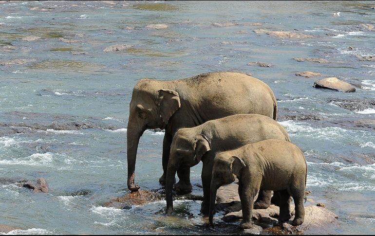 Estiman que en los últimos 15 años, más de cuarenta elefantes bebés han sido robados en los parques nacionales para ser domesticados. AFP / ARCHIVO