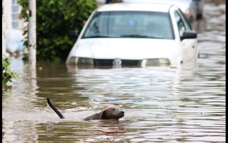 Las lluvias torrenciales de la madrugada de este viernes en el municipio de Tlaquepaque dejaron inundaciones y daños. AFP/U. Ruiz