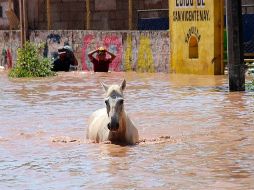Un caballo camina por una calle inundada por el paso del huracán 