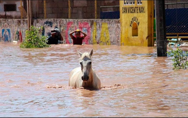 Un caballo camina por una calle inundada por el paso del huracán 