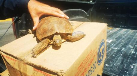 La tortuga de aproximadamente 30 años de edad, fue llevado al Centro Metropolitano de Conservación de Vida Silvestre ubicado en el Parque Agua Azul. ESPECIAL /
