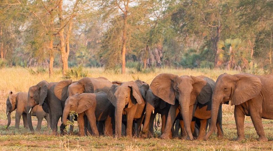 Los genes son los responsables de que los elefantes hereden los colmillos de sus padres. AP/ ElephantVoices