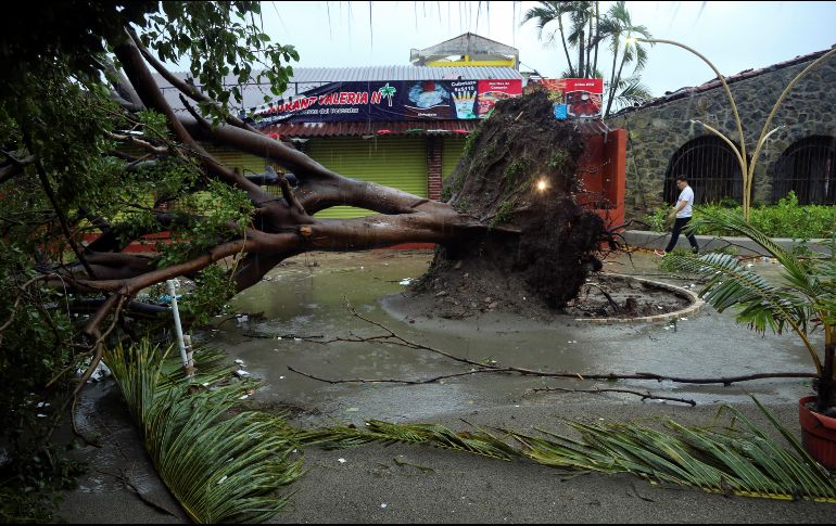 Un hombre pasa junto a un árbol caído en la calle después del huracán 