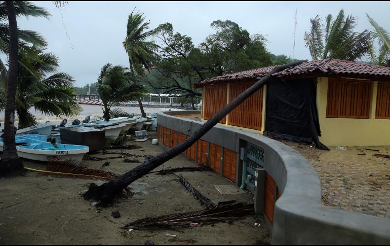 Una palma caída junto a botes y casas después del paso del huracán 