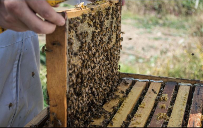El Atlas surgió también de la necesidad de identificar la situación en la que se encuentran las abejas, de las que existen 20 mil especies clasificadas en siete familias. NTX/ARCHIVO