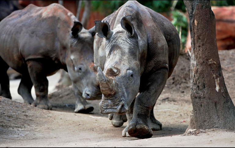 Los rinocerontes blancos del sur pueden pesar hasta dos toneladas. EFE / ARCHIVO