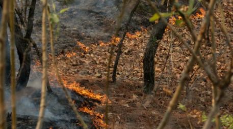 Fue el pasado 30 de marzo cuando David “N” provocó un incendio en el paraje Villa Felicidad del Bosque de la Primavera. EL INFORMADOR / ARCHIVO