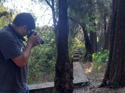 Andrés Rodríguez, biólogo de la UdeG, trabaja en una investigación sobre la herpetofauna y la diversidad de especies que existen en el bosque Colomos. EL INFORMADOR / CYNTHIA MÁRQUEZ