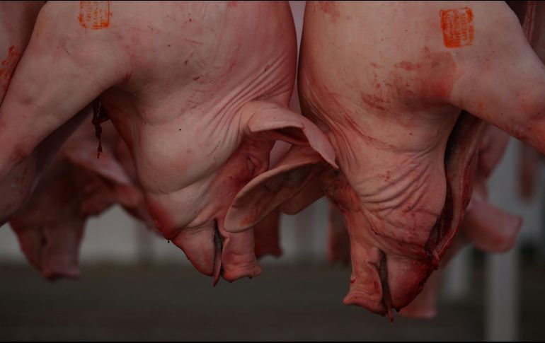 La producción de carne de cerdo en Yucatán asciende a más de dos millones 200 mil cabezas al año. EL INFORMADOR/ARCHIVO