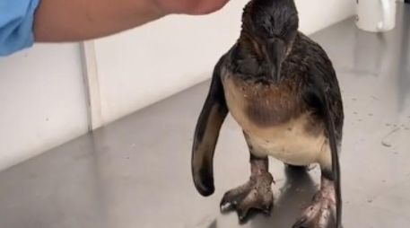 El caso del pingüino de Humboldt se hizo viral en las redes sociales. TikTok / enriquechung1