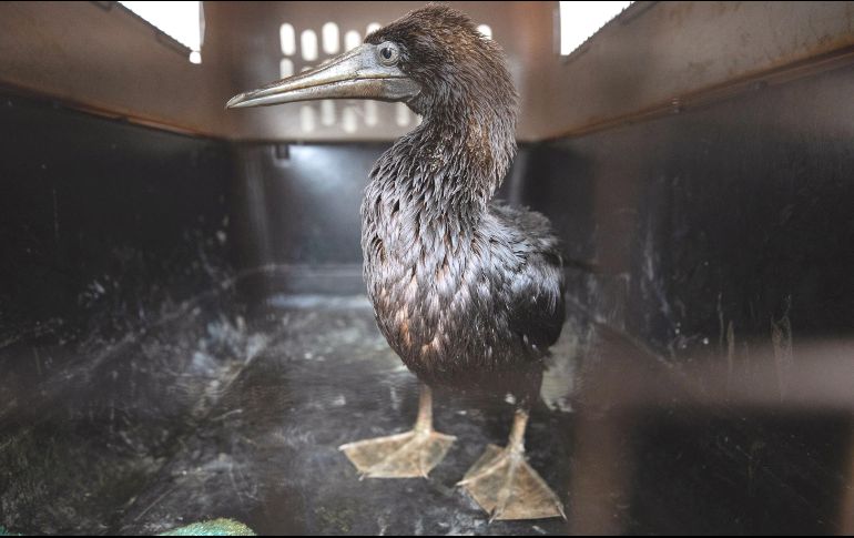 Cuidados. Las aves afectadas tienen en su plumaje restos de petróleo. AFP