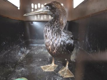 Cuidados. Las aves afectadas tienen en su plumaje restos de petróleo. AFP
