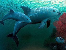 La vaquita es el cetáceo más pequeño del mundo y su supervivencia depende 100% de México. EFE/Fondo Mundial de la Naturaleza