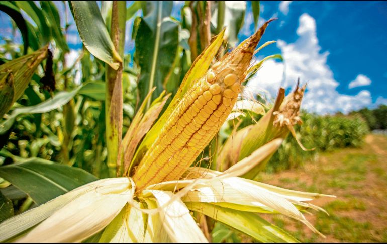Brasil es uno de los mayores productores mundiales de cereales y tiene como objetivo ocupar el espacio de Ucrania en el mercado del maíz. EFE/M. Méndez
