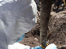 Personal del Instituto Jalisciense de Ciencias Forenses confirmaron el hallazgo de restos humanos dentro de dos fosas. EFE / ARCHIVO