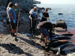 Ambientalistas rescatan los cuerpos de la playa y los que flotaban en la costa. EFE