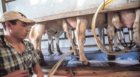 Los productores de leche deben cumplir con un estricto control de calidad. EL INFORMADOR/ Archivo