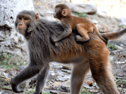 En la India un mono se dirigió a un Hospital para curar las heridas de su bebé. ESPECIAL