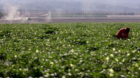 Los permisos de trabajo serán principalmente en el sector agrícola. AFP/M. Tama