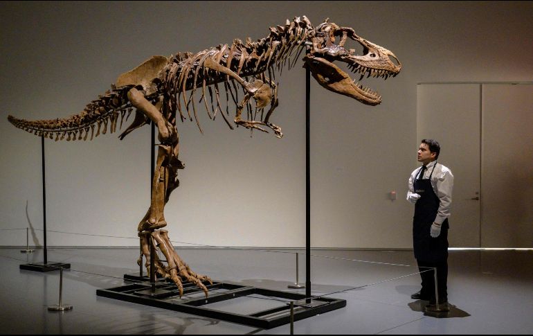 El esqueleto de gorgosaurio fue  puesto en venta por la empresa que lo encontró en 2018. AFP/Angela W.