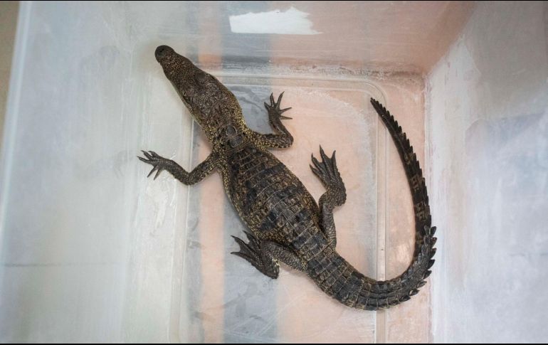 El reptil se aprecia de unos 30 centímetros, con sus colmillos y mirada peculiares. FACEBOOK / Servicios Públicos Municipales de Querétaro
