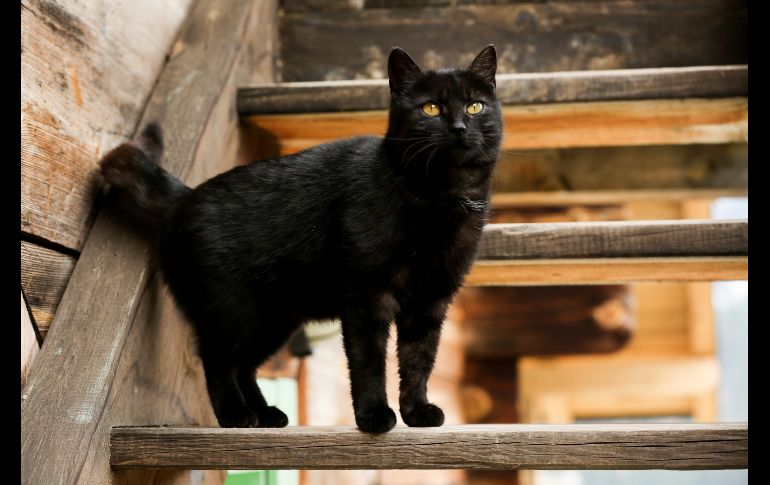 ¿Por qué no se deben dar en adopción los gatos negros en octubre? ISTOCK/bojanstory