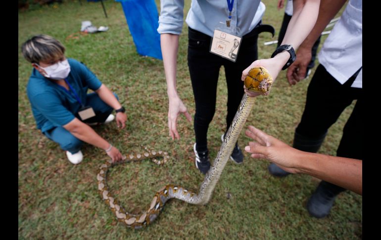 Los estudiantes no sólo aprendieron a atrapar serpientes, sino que fueron instruidos sobre cómo actuar en caso de mordedura. EFE/R. Yongrit