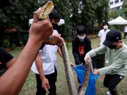 Los estudiantes no sólo aprendieron a atrapar serpientes, sino que fueron instruidos sobre cómo actuar en caso de mordedura. EFE/R. Yongrit