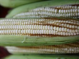 El Gobierno de México emitió un decreto en diciembre de 2020 para prohibir el uso, producción, comercialización y distribución de maíz transgénico. EFE/Archivo